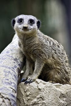 Alert meerkat, Suricata suricatta, a member of the mongoose family originating from Africa where it lives in the desert in social groups