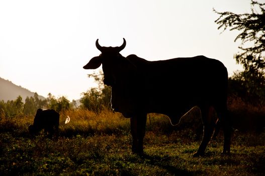 silhouette of cow in farm