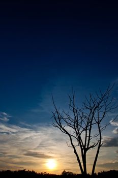 silhouette of  dead tree and sundown