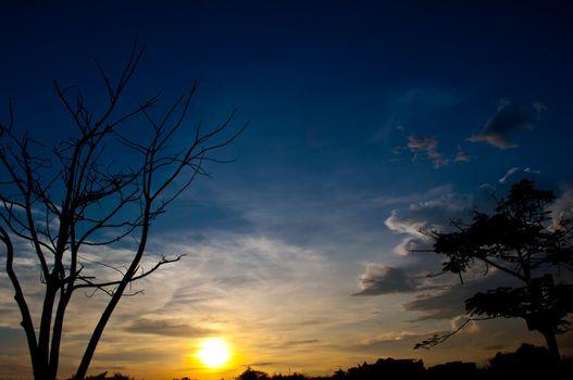 silhouette of  dead tree and sundown