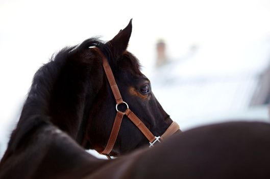 Portrait of a horse. Sports horse. Thoroughbred stallion. Muzzle of a horse. Saddle horse.