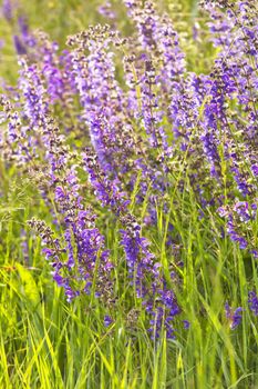 Close up of branches of lavender in a field