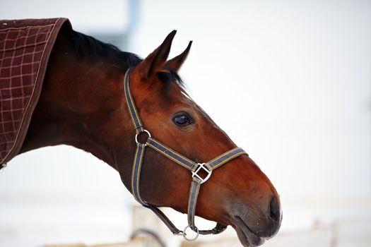 Portrait of a horse. Sports horse. Thoroughbred stallion. Muzzle of a horse. Saddle horse.