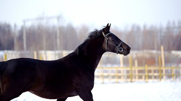 Portrait of a horse. Sports horse. Thoroughbred stallion. Muzzle of a horse. Saddle horse.