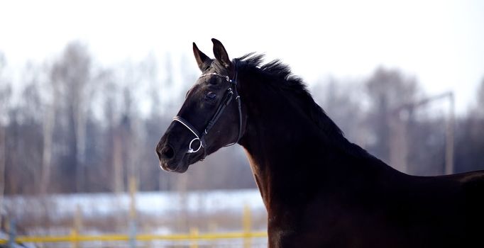 Portrait of a horse. Sports horse. Thoroughbred stallion. Muzzle of a horse. Saddle horse.