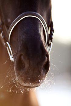 Nose of a horse. Portrait of a horse. Sports horse. Thoroughbred stallion. Muzzle of a horse. Saddle horse.