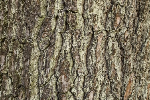 Bark textured for background