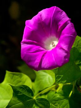Beautiful pink flower of Morning glory(Ipomoea sp. Family Convolvulaceae), shallow depth of field focus on pollen.