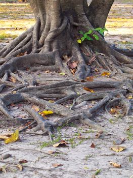 Mass root system above the dry ground of desert