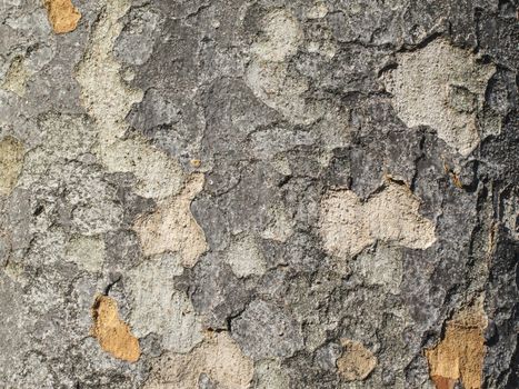 Bark textured for background