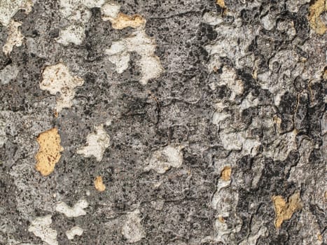 Bark textured for background