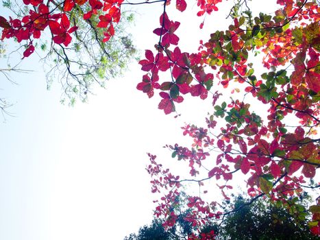 Beautiful colourful leaves in autumn time on gradient white sky