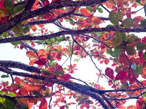 Beautiful colourful leaves in autumn time on gradient white sky