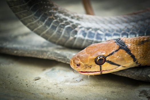 Snakes, venomous reptiles