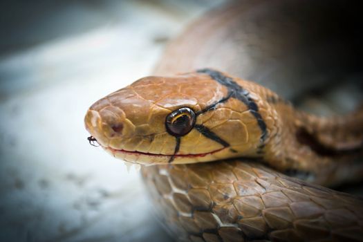 Snakes, venomous reptiles