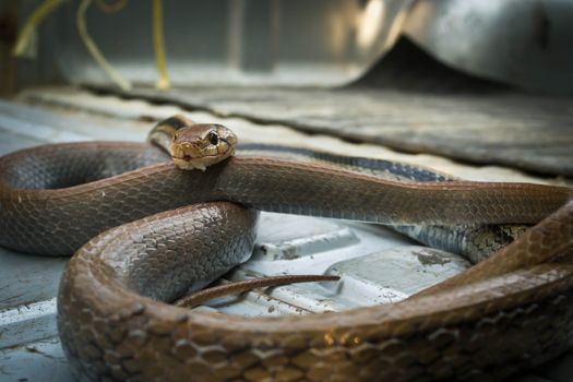 Snakes, venomous reptiles