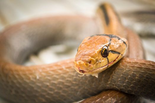 Snakes, venomous reptiles