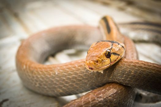 Snakes, venomous reptiles