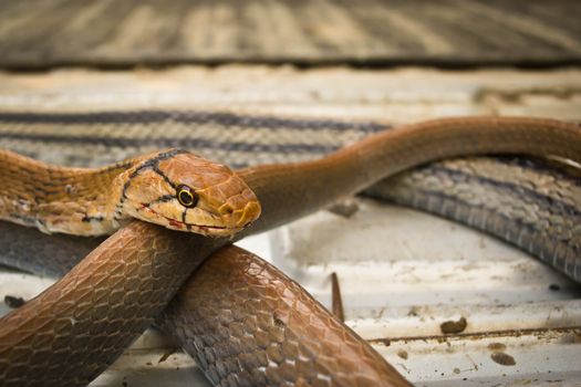 Snakes, venomous reptiles