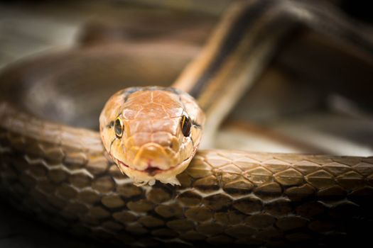 Snakes, venomous reptiles