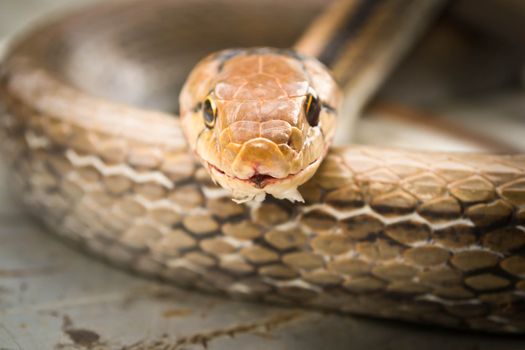 Snakes, venomous reptiles