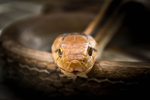Snakes, venomous reptiles