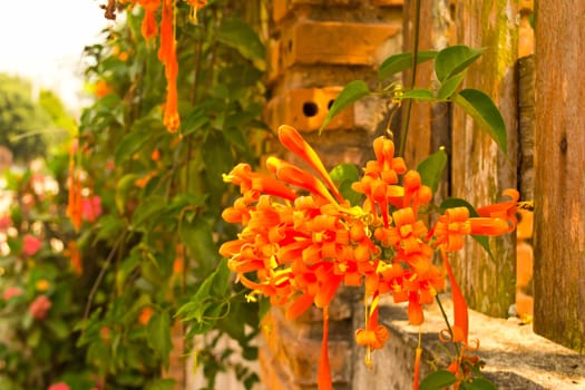 Orange Trumpet/Flame Flower