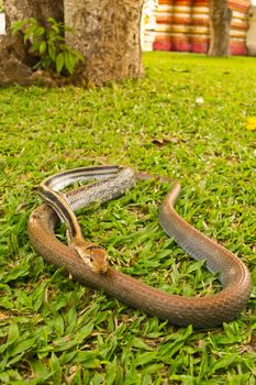 Snakes, venomous reptiles