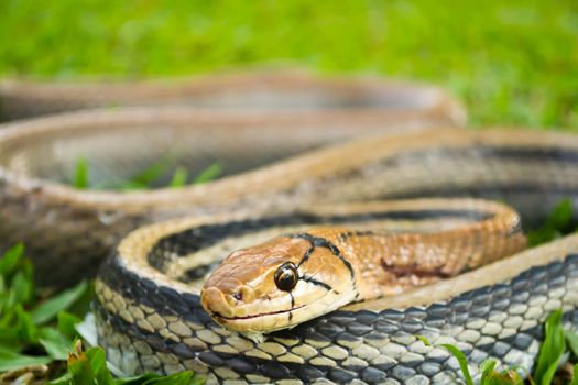 Snakes, venomous reptiles
