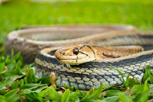 Snakes, venomous reptiles