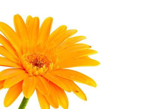 gerbera on white background