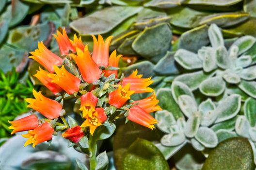 Kalanchoe Blossfeldiana