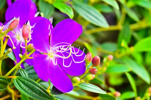 Purple flowers