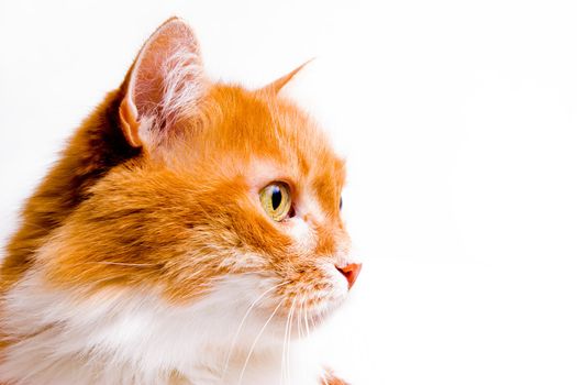 portrait of red cat on white background