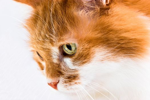 portrait of red cat on white background