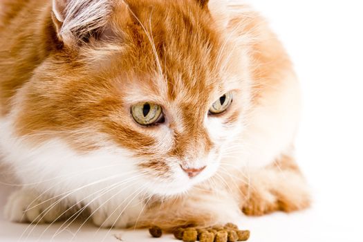 portrait of red cat on white background