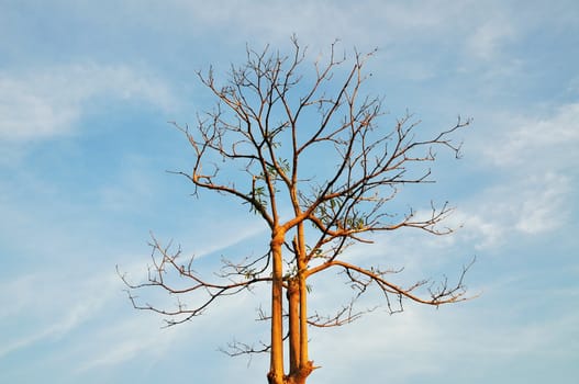 tree shedding leaves in Autumn 