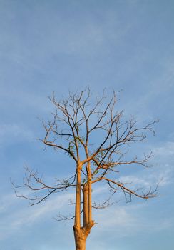 tree shedding leaves in Autumn