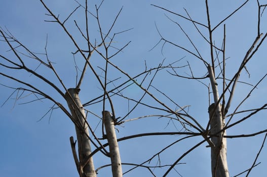 branch of dead tree