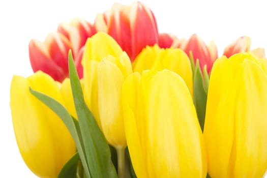 Bunch of tulips