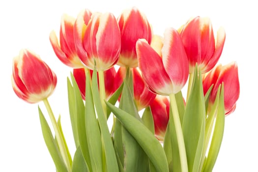 Bunch of tulips