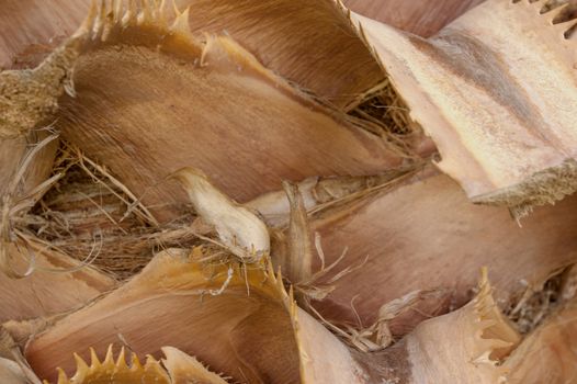the wood texture of tree bark close-up