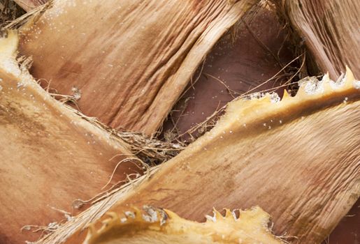 the wood texture of tree bark close-up