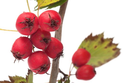 Branch of a hawthorn with berries close up it is isolated on a white background.