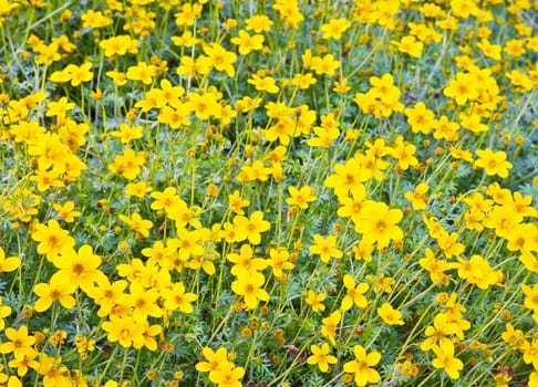 Yellow cosmos flower