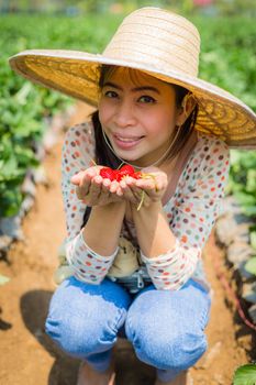 asian girl harvesting strawberry in strawberry farm in thailand