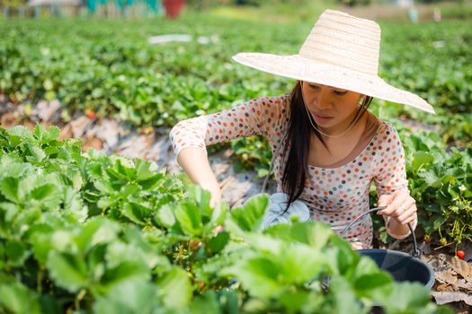 asian girl harvesting strawberry in strawberry farm in thailand