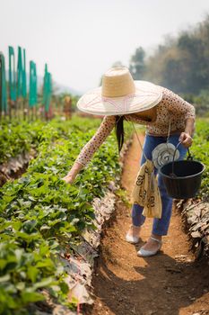 asian girl harvesting strawberry in strawberry farm in thailand