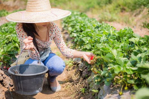 asian girl harvesting strawberry in strawberry farm in thailand