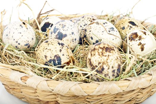 Quail eggs in straw